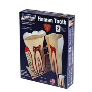 Lindberg Models 8:1 Scale "Human Tooth" Model Kit