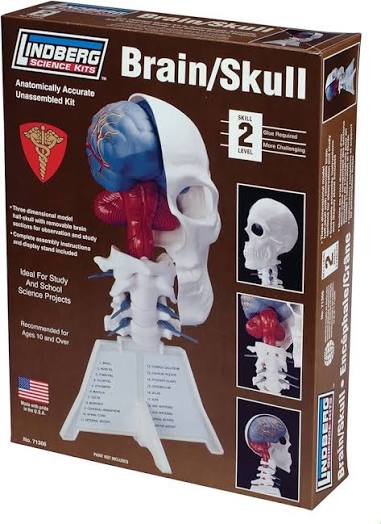 Human Brain in Half Skull Skill 2 Lindberg Plastic Model kit#71306